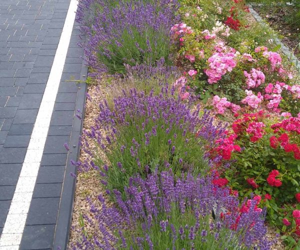 ogrody z pasja kielce kwiaty 2