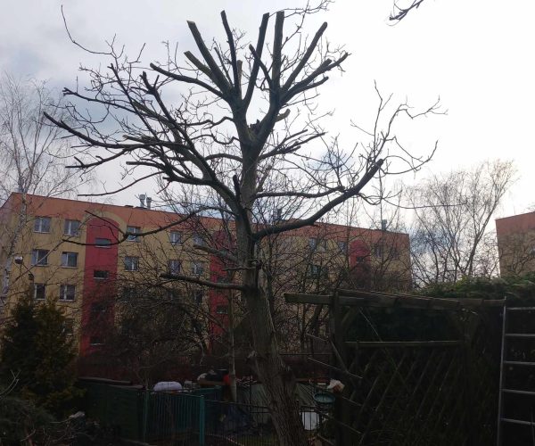 wycinka drzew kielce